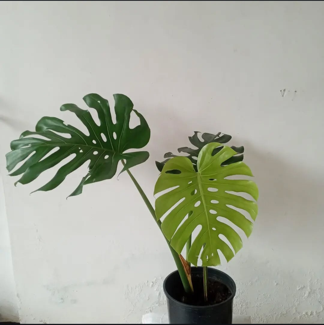 🪴Monstera Deliciosa Available!! Also called the Swiss cheese plant