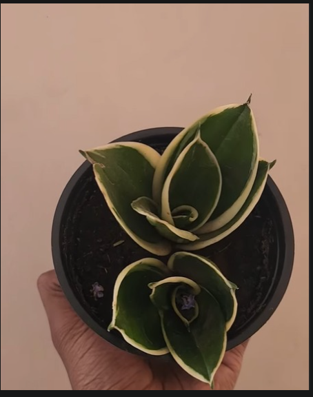 🪴Dwarf snake plants