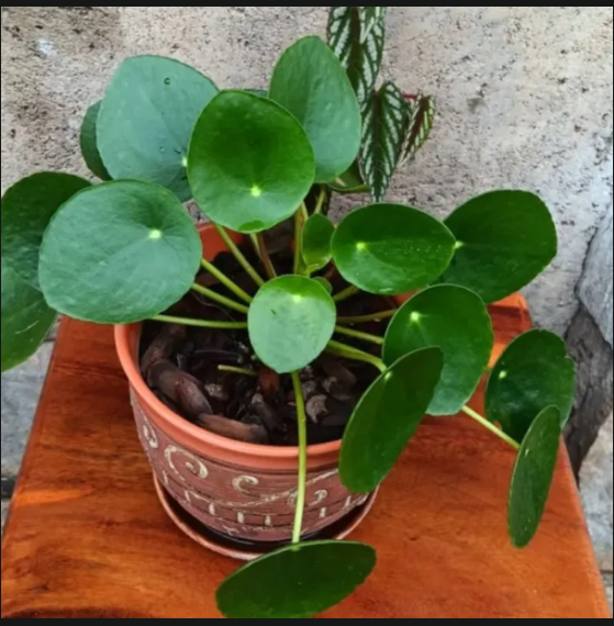 🌱 Chinese money plant